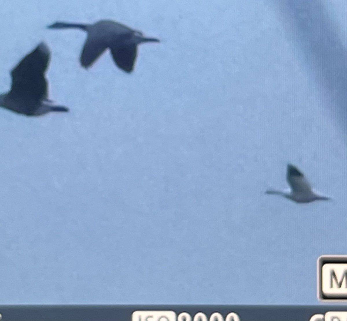 Ross's Goose - ML628333343