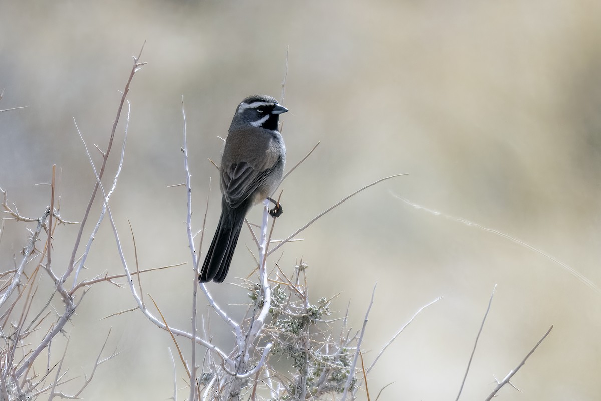 Black-throated Sparrow - ML628333352