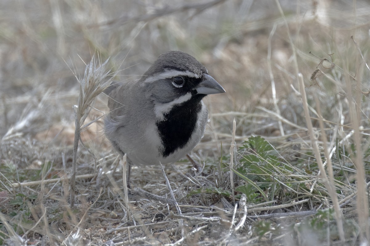 Black-throated Sparrow - ML628333353