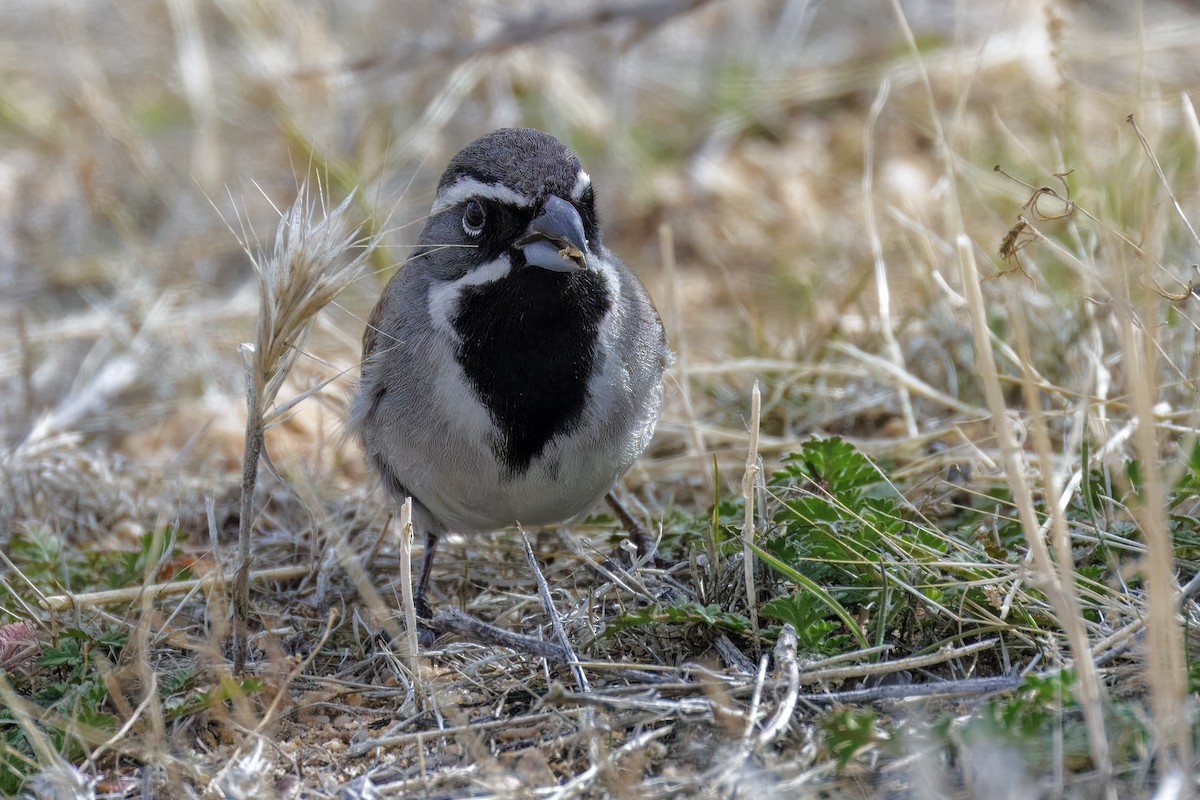 Black-throated Sparrow - ML628333354