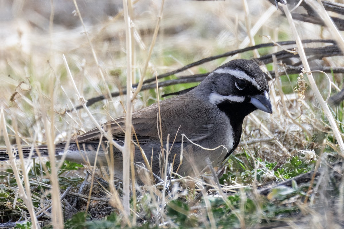 Black-throated Sparrow - ML628333355