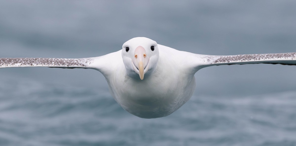 Southern Royal Albatross - ML628333363