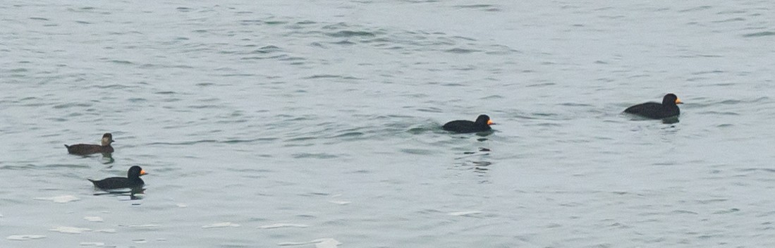 Black Scoter - ML628333410