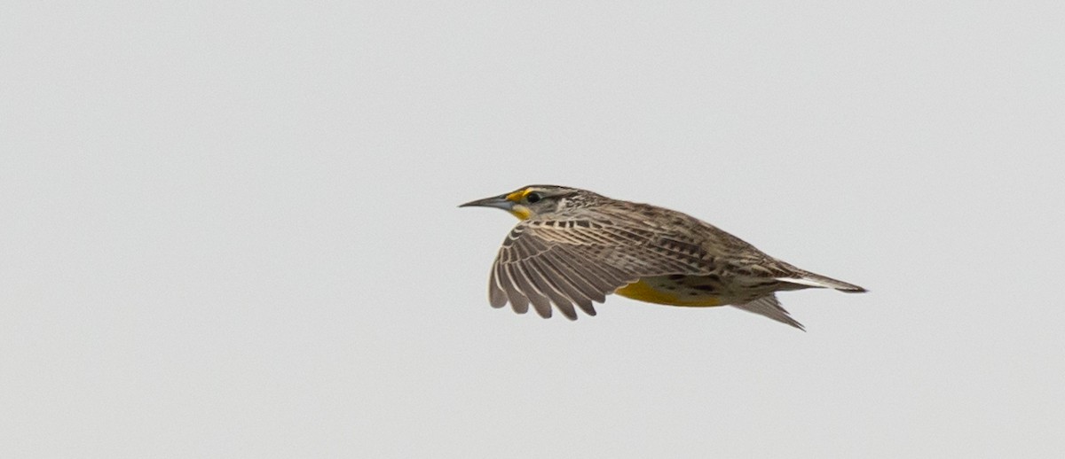 Western Meadowlark - ML628333411