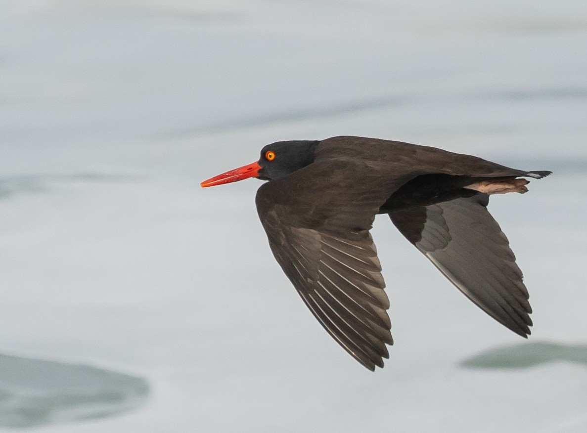 Black Oystercatcher - ML628333429