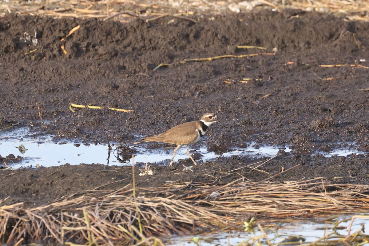 Killdeer - ML628333537