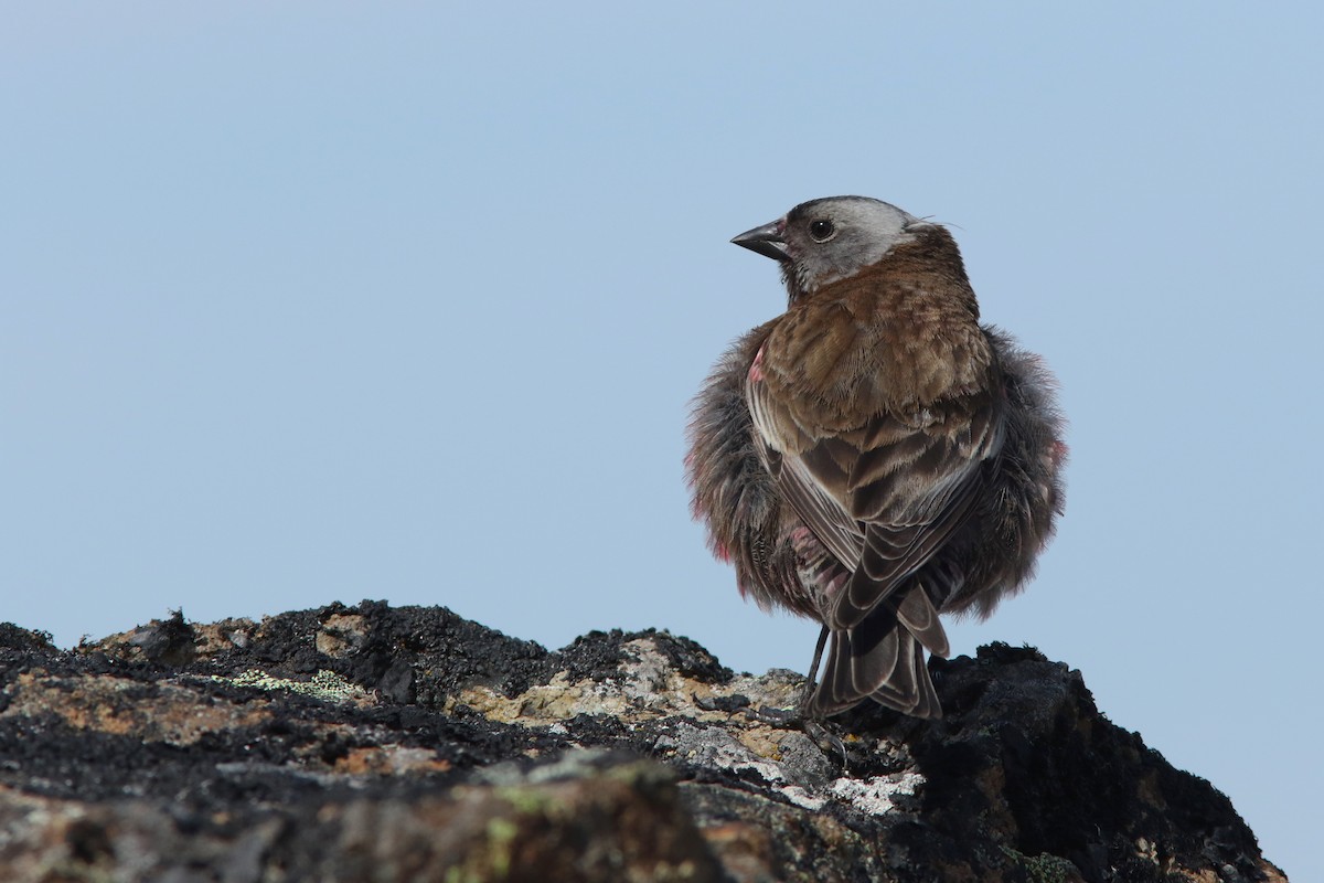 Gray-crowned Rosy-Finch - ML628333579