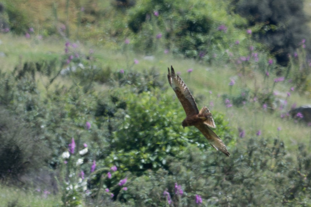 Swamp Harrier - ML628333739