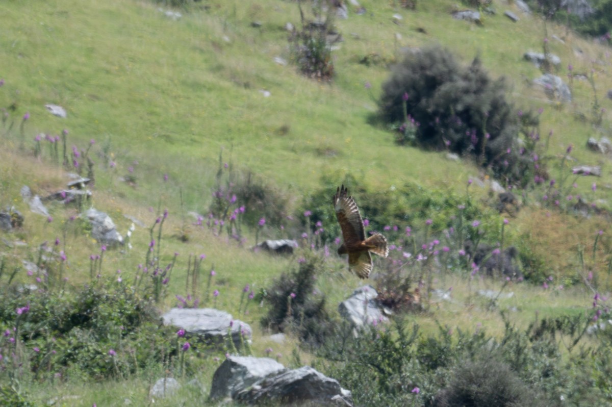 Swamp Harrier - ML628333740