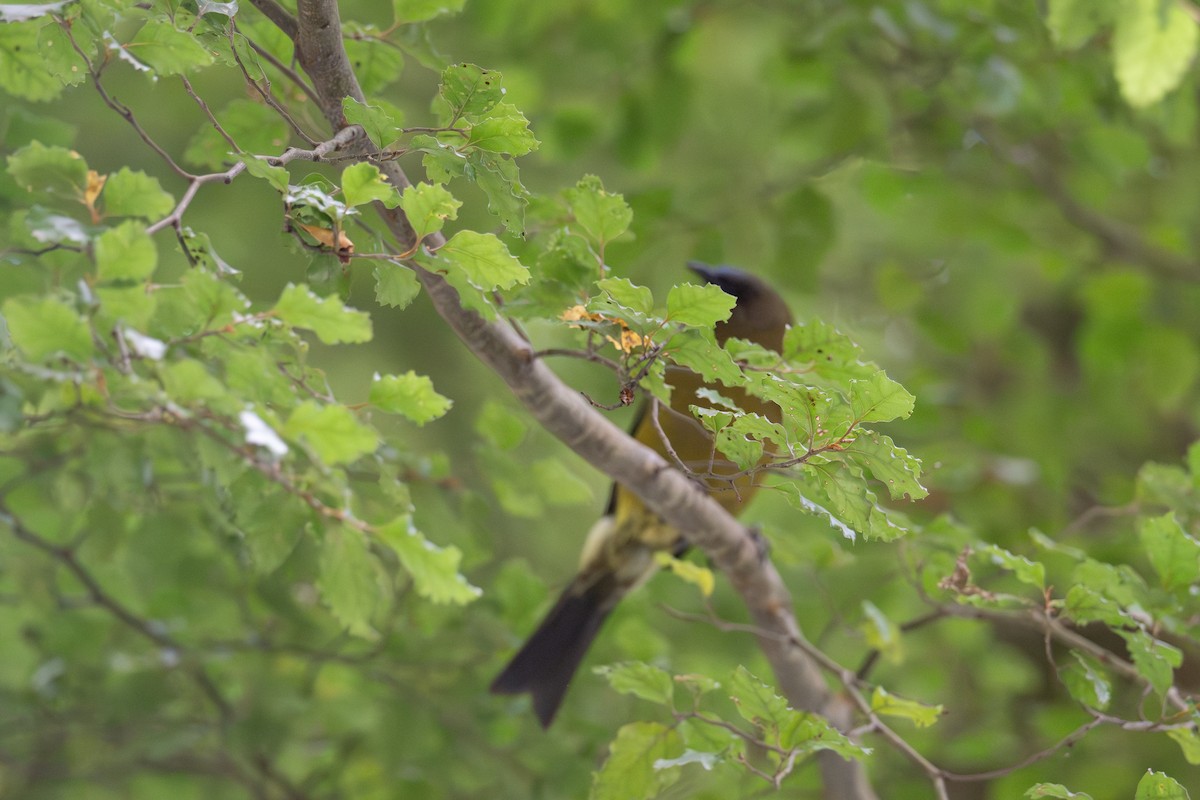 New Zealand Bellbird - ML628333775