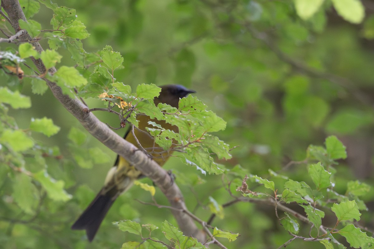 New Zealand Bellbird - ML628333776