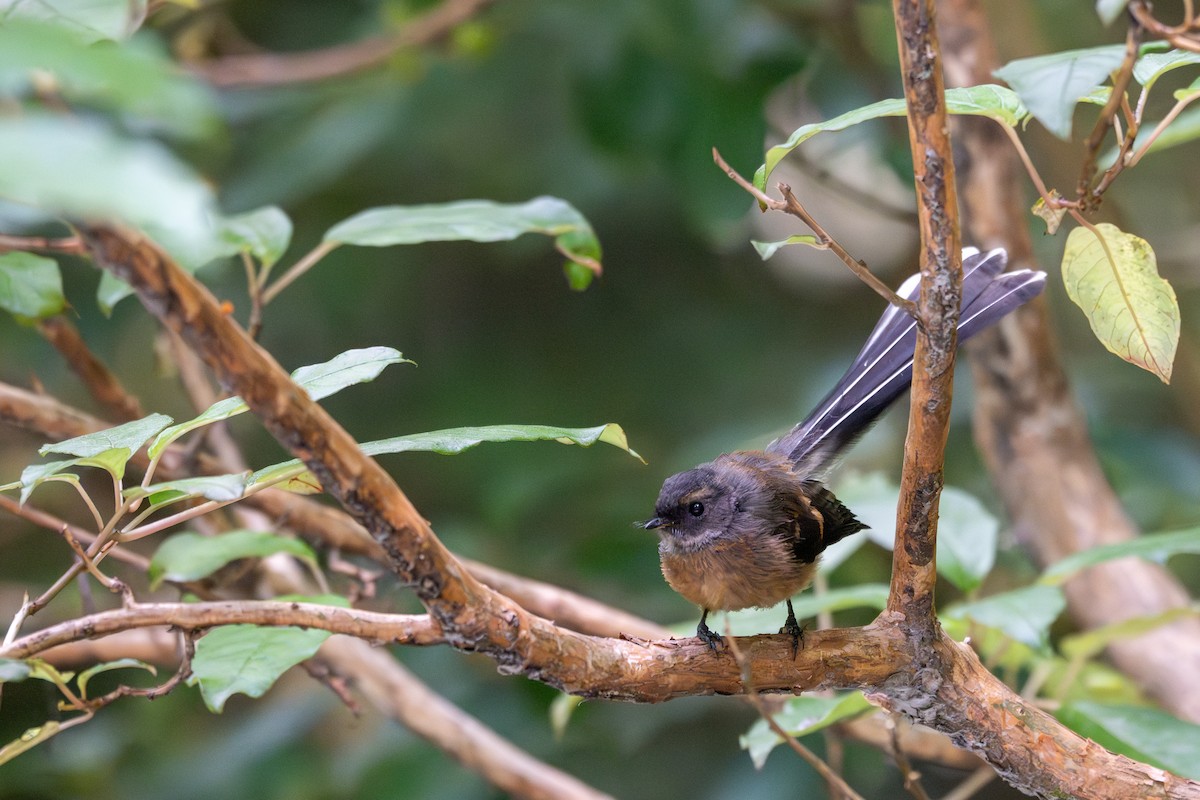New Zealand Fantail - ML628333952