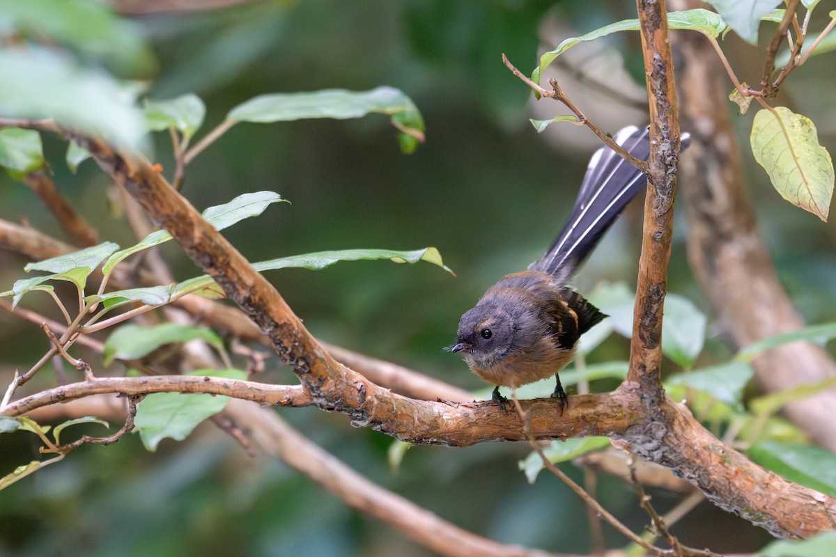 New Zealand Fantail - ML628333953