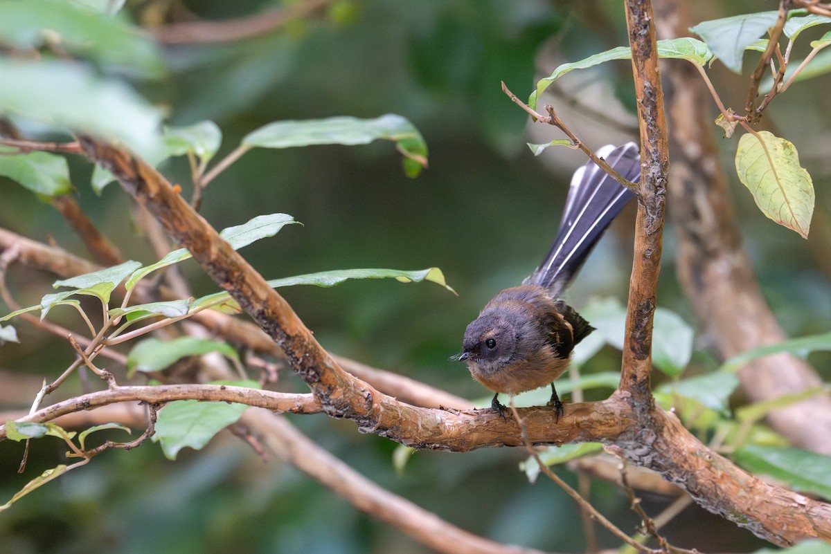 New Zealand Fantail - ML628333954