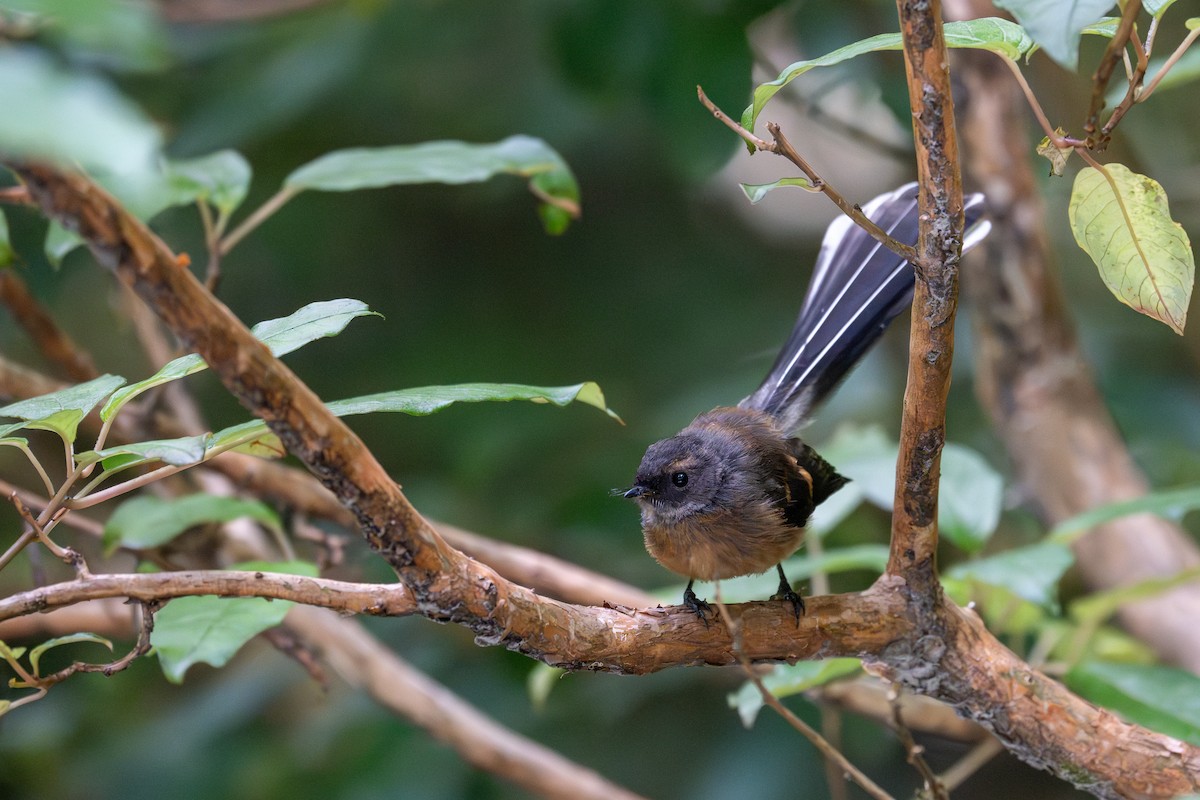 New Zealand Fantail - ML628333955