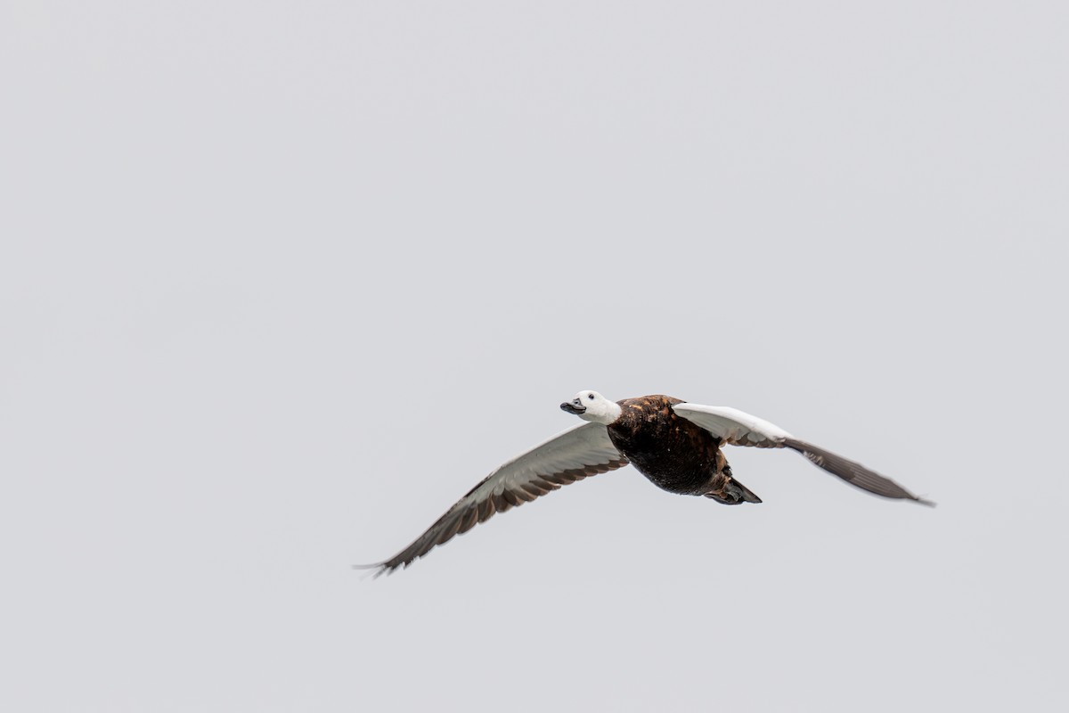 Paradise Shelduck - ML628333986