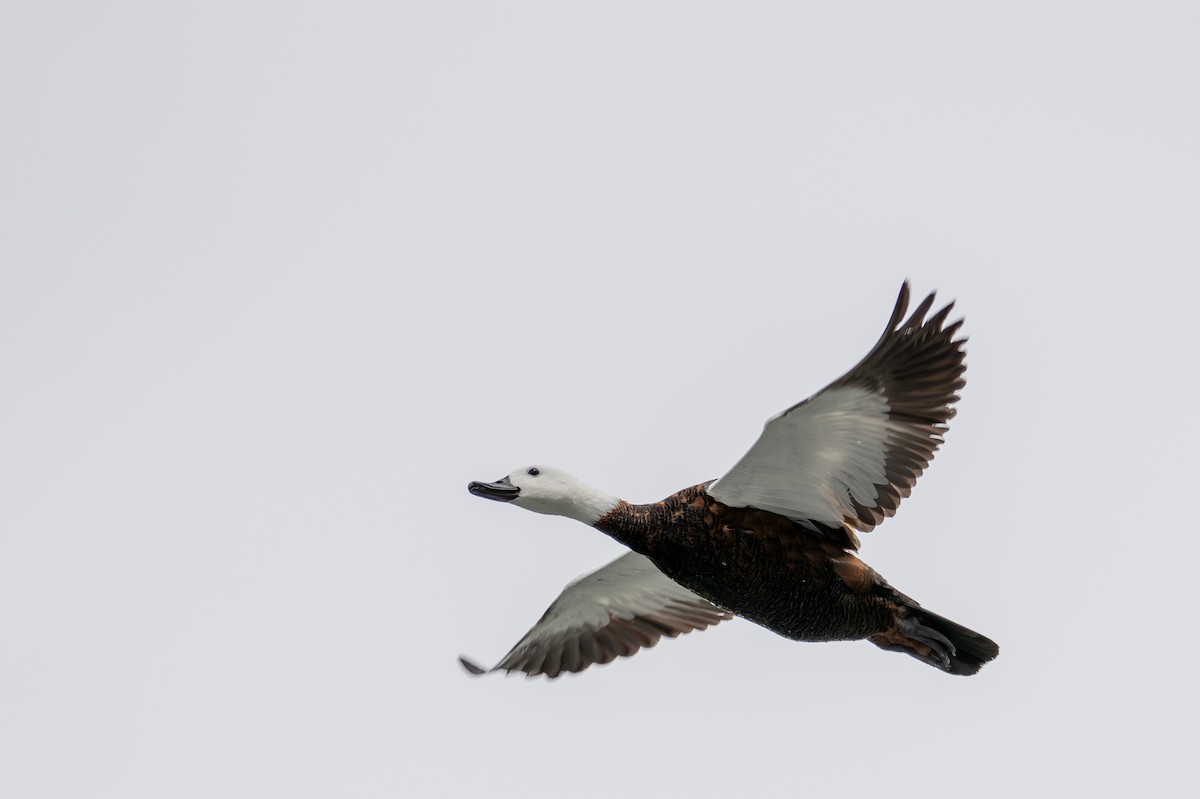 Paradise Shelduck - ML628333987