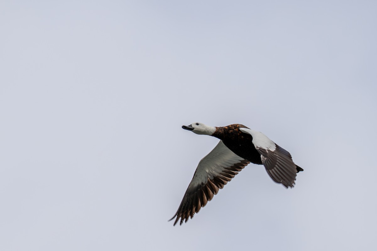 Paradise Shelduck - ML628333988