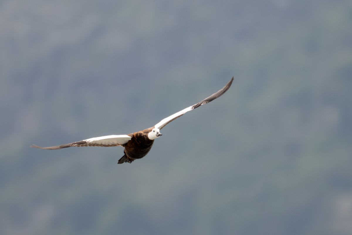 Paradise Shelduck - ML628333989