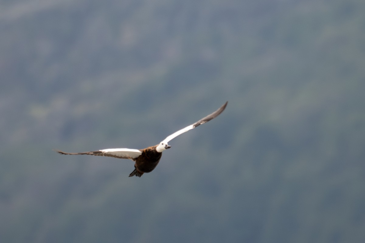 Paradise Shelduck - ML628333990