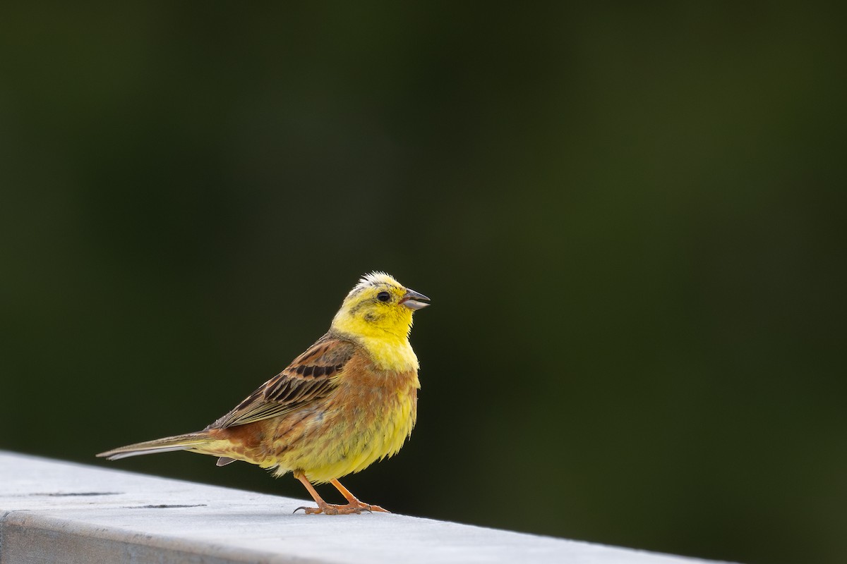 Yellowhammer - ML628334044