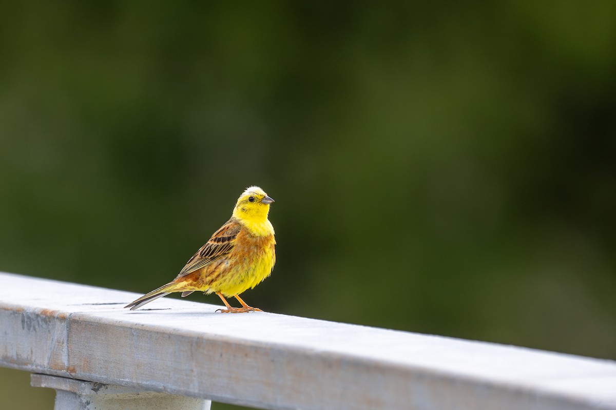 Yellowhammer - ML628334047