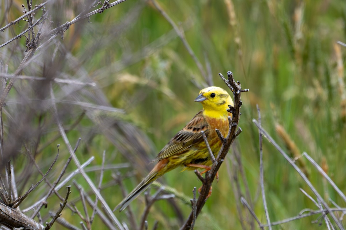 Yellowhammer - ML628334048