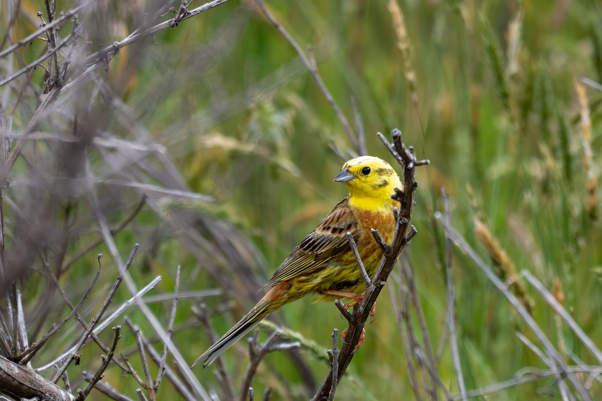 Yellowhammer - ML628334050