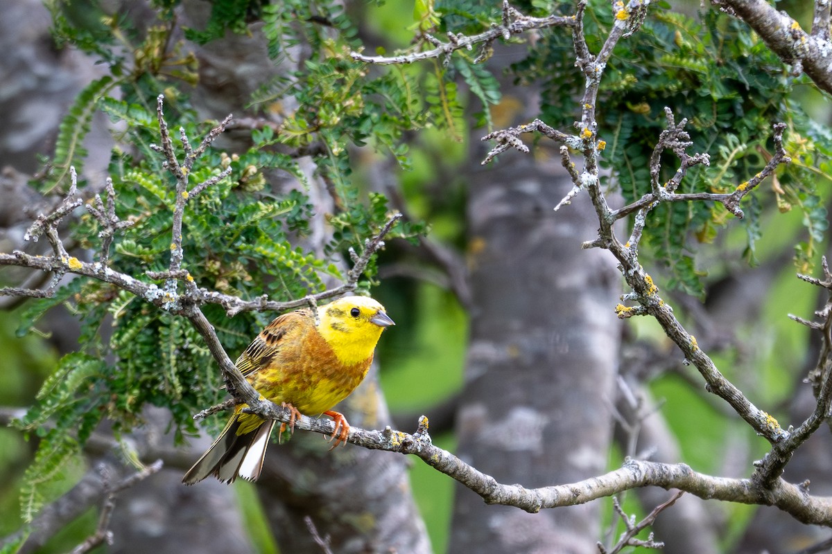 Yellowhammer - ML628334052