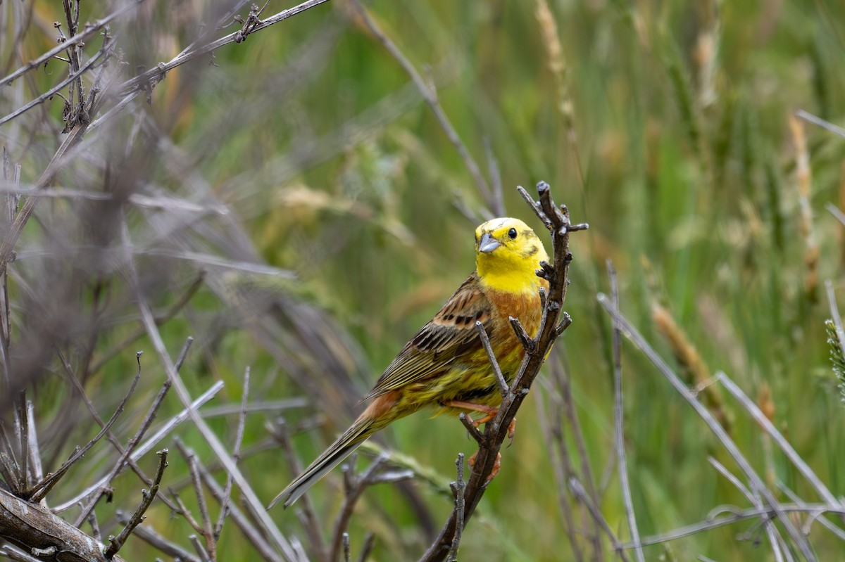 Yellowhammer - ML628334055