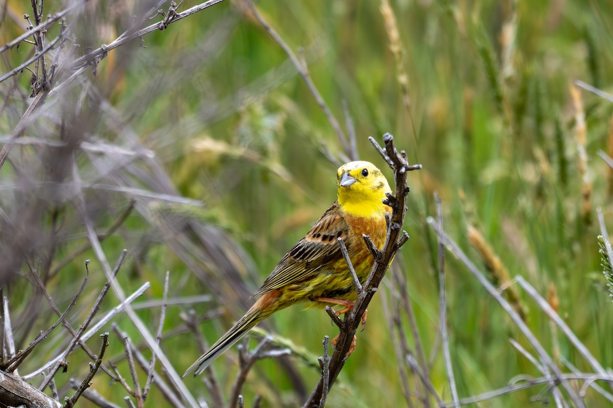 Yellowhammer - ML628334058