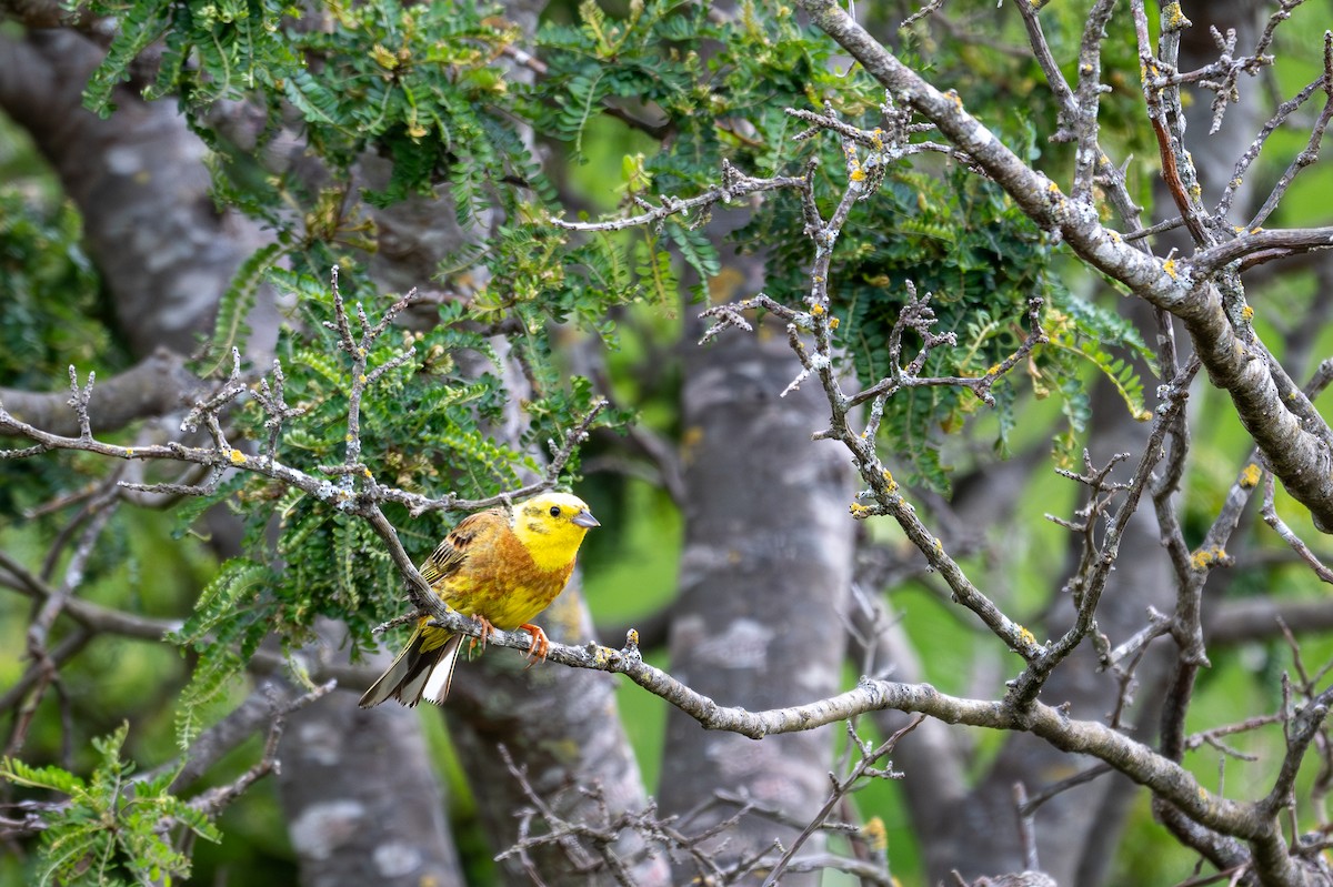Yellowhammer - ML628334060