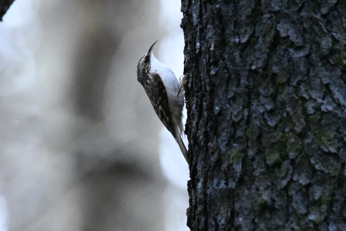 Brown Creeper - ML628334071