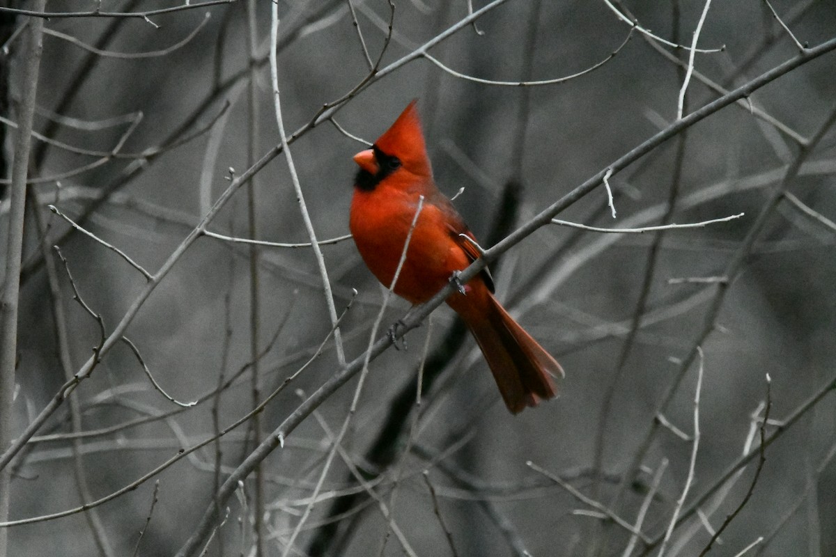 Northern Cardinal - ML628334080