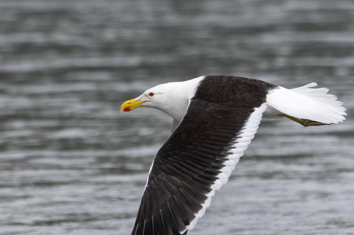 Kelp Gull - ML628334094