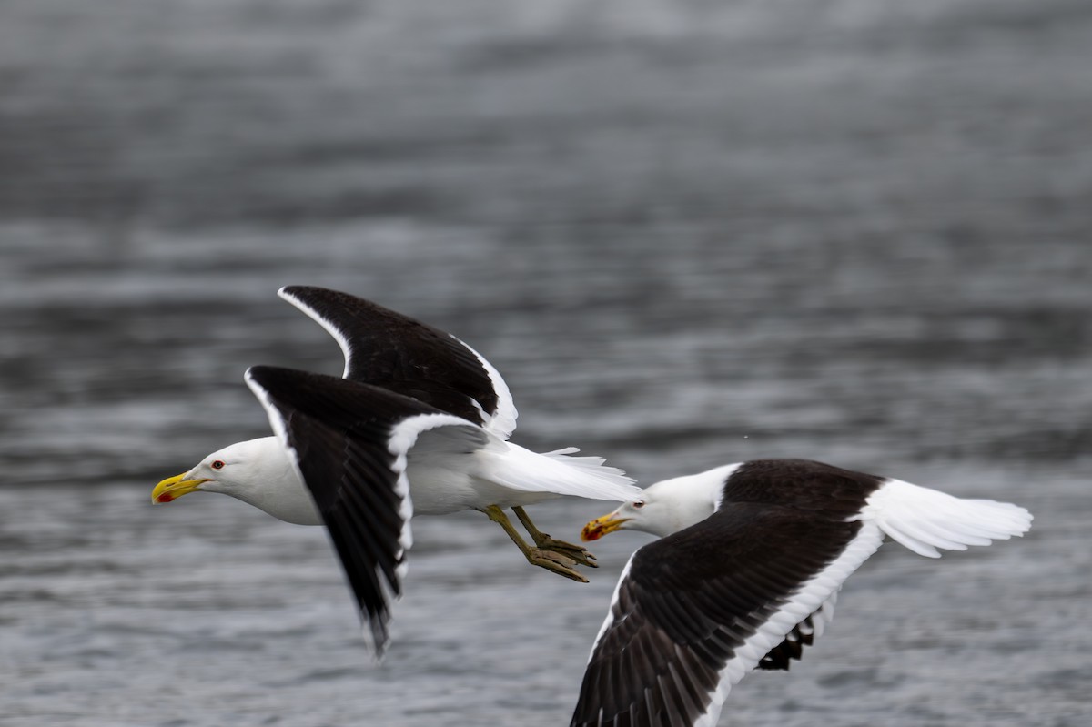 Kelp Gull - ML628334095