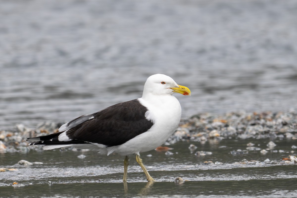 Kelp Gull - ML628334096