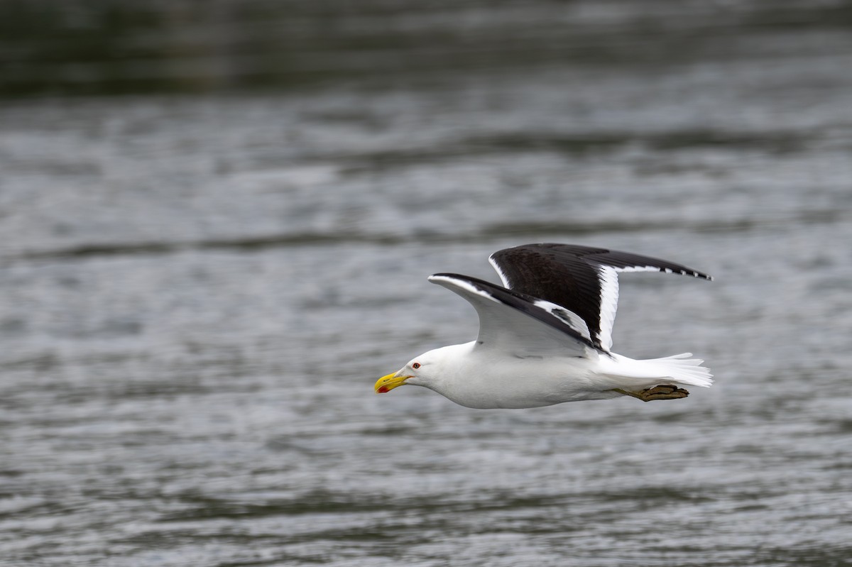 Kelp Gull - ML628334098