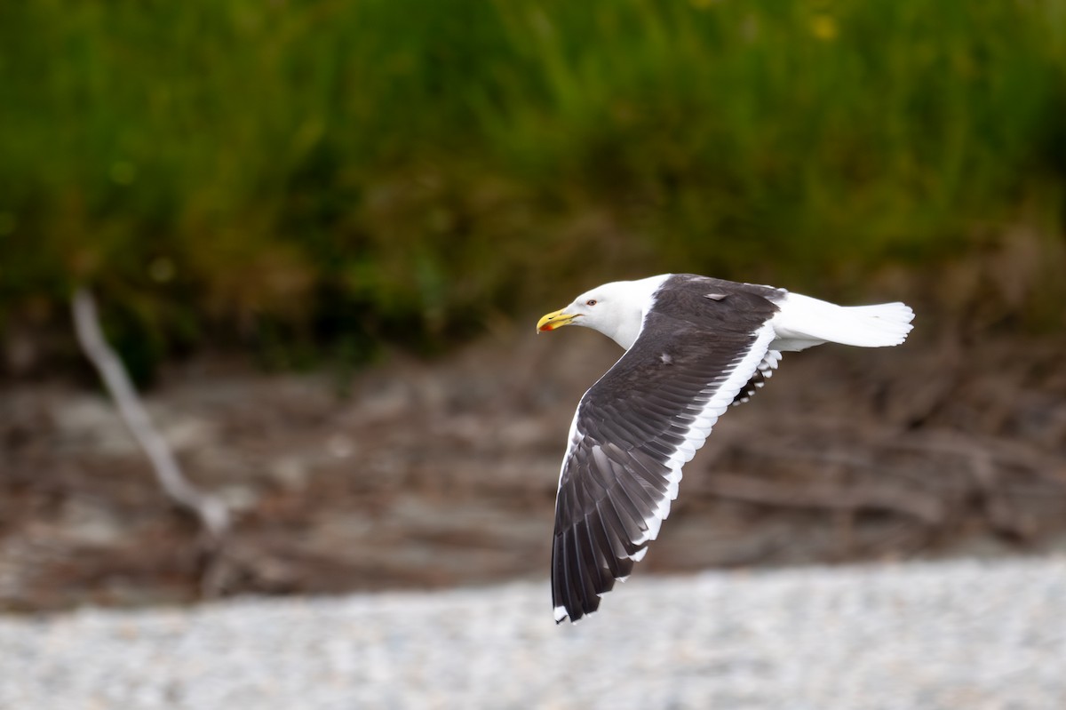 Kelp Gull - ML628334099