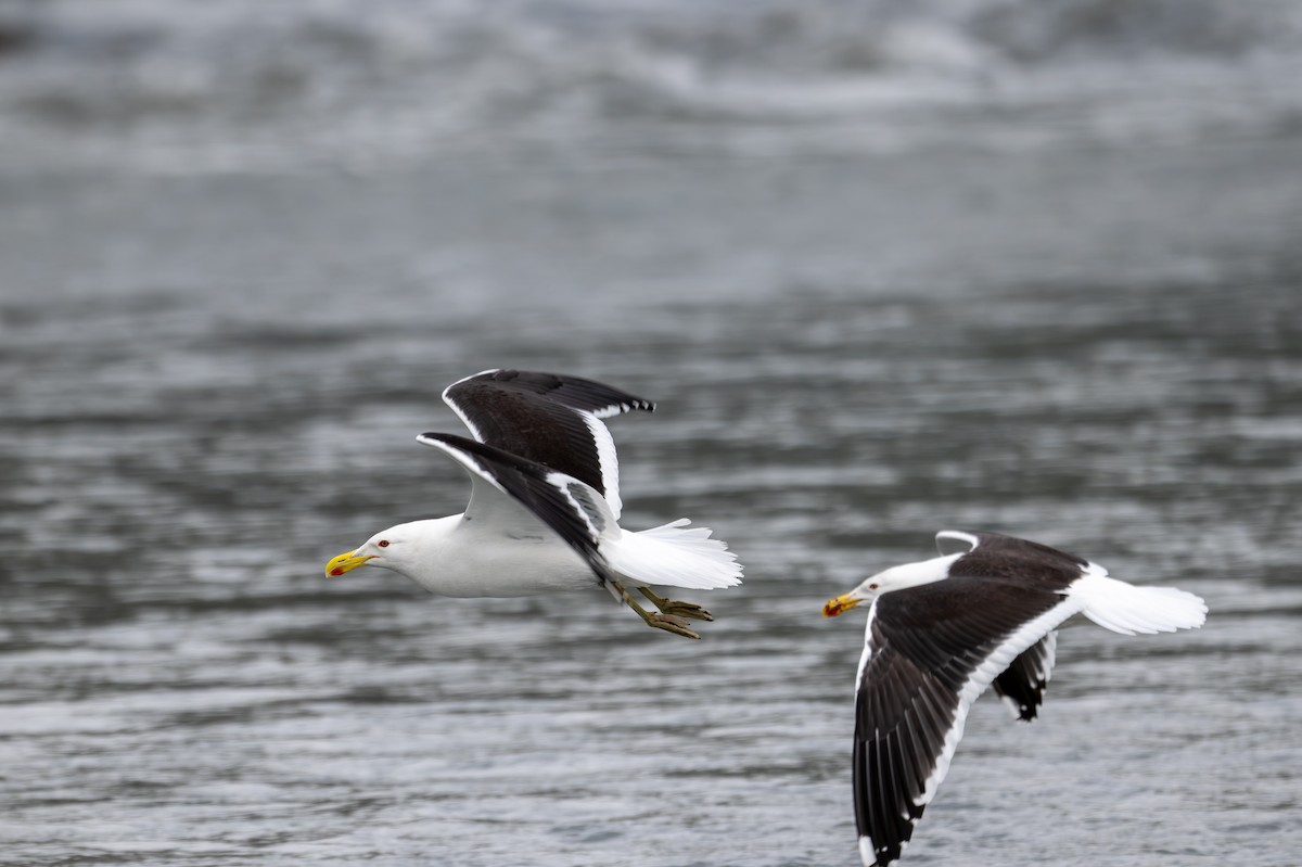Kelp Gull - ML628334100