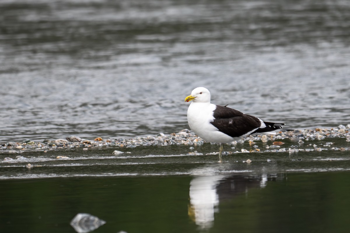 Kelp Gull - ML628334101