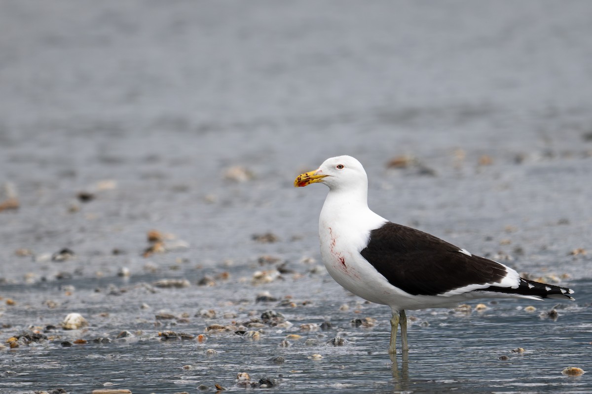 Kelp Gull - ML628334102