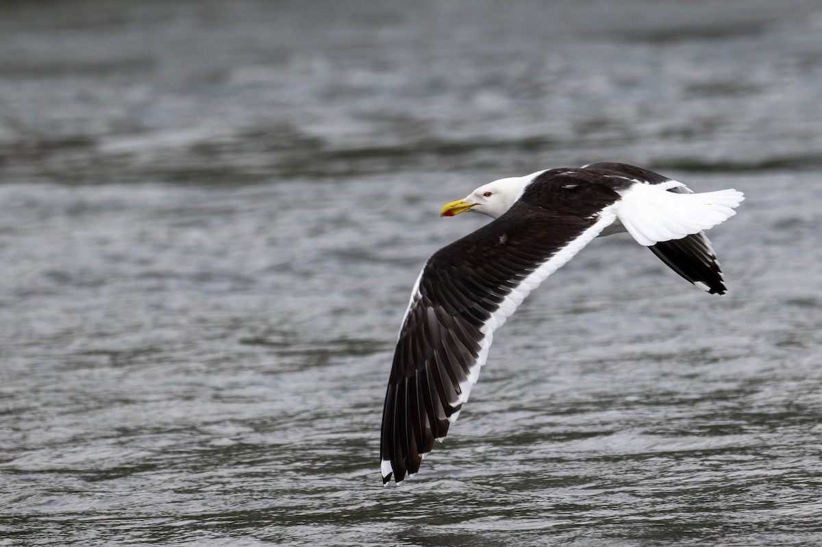Kelp Gull - ML628334104