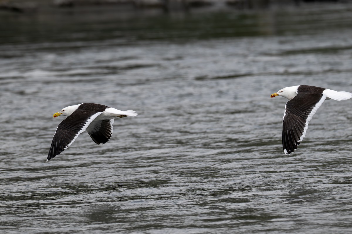 Kelp Gull - ML628334105