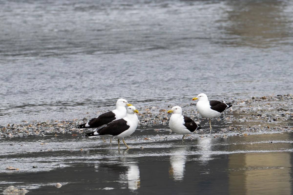 Kelp Gull - ML628334106