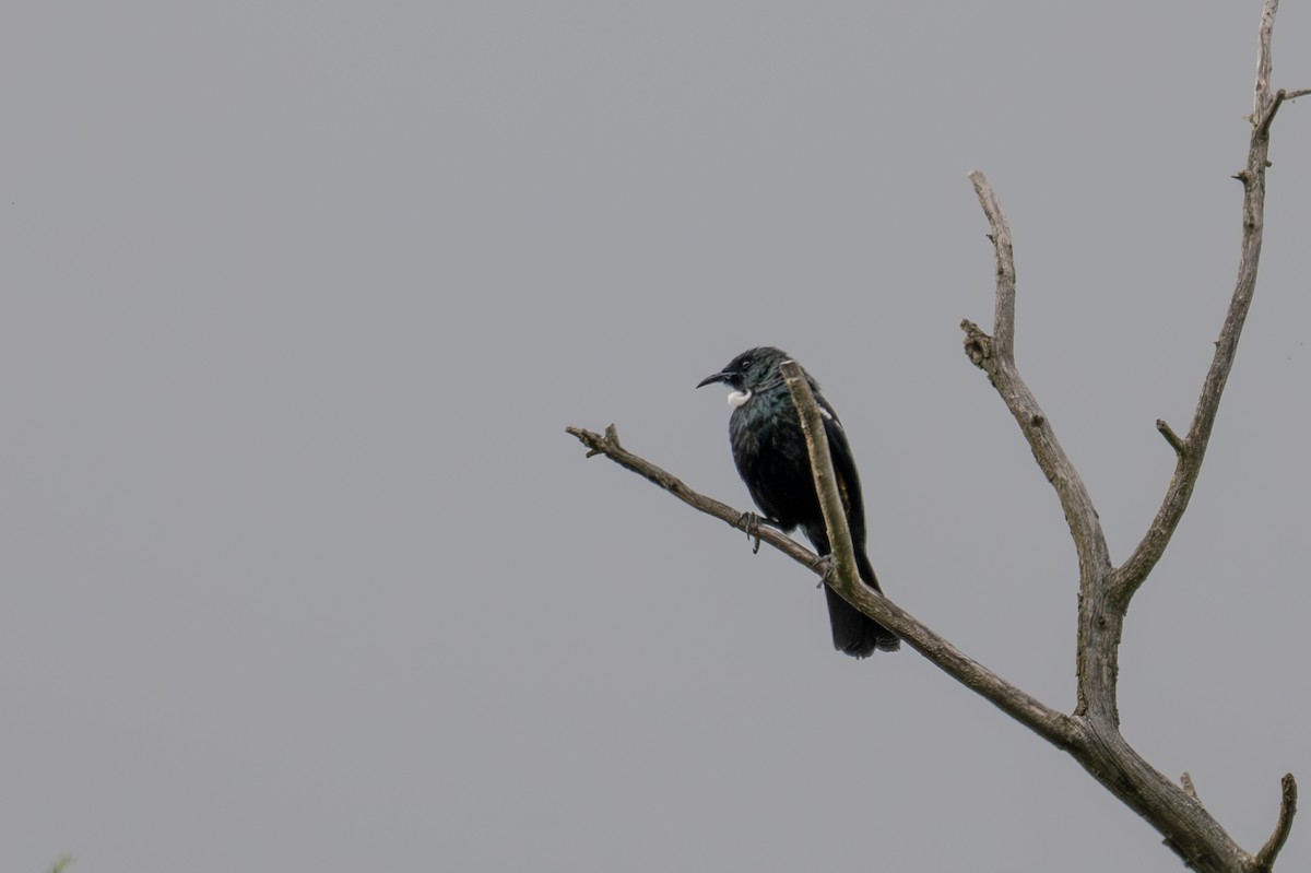 Tui - ML628334151