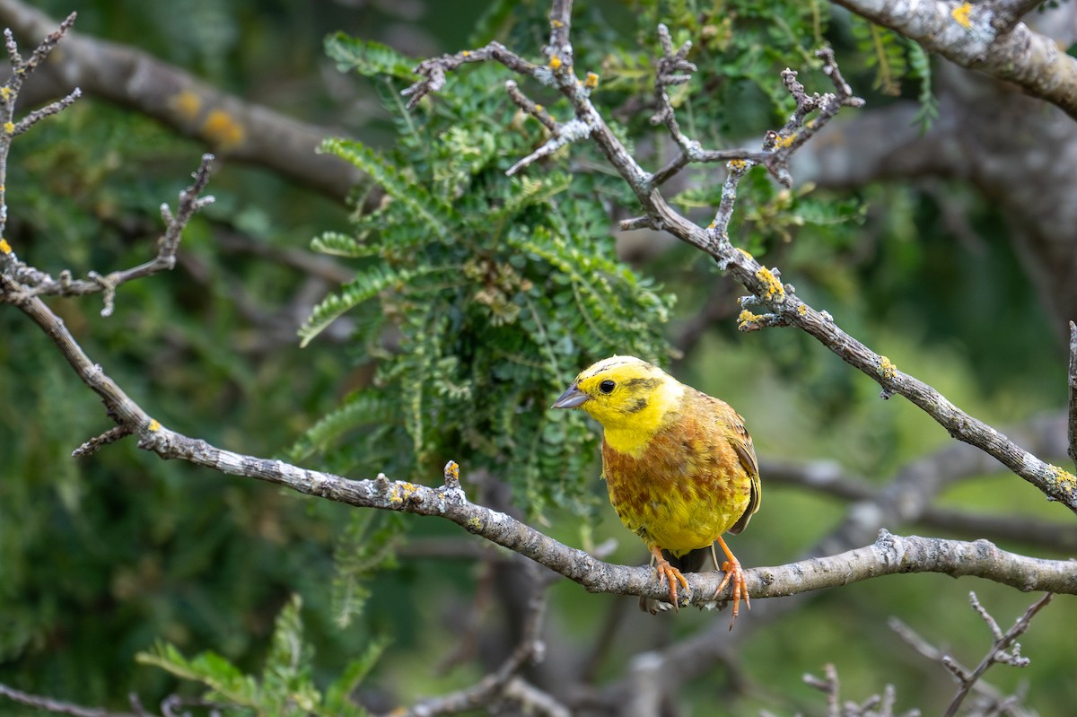 Yellowhammer - ML628334169