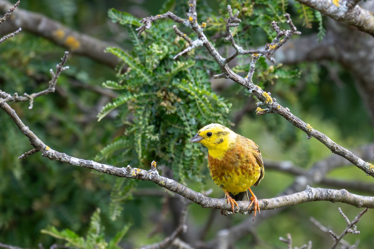 Yellowhammer - ML628334170