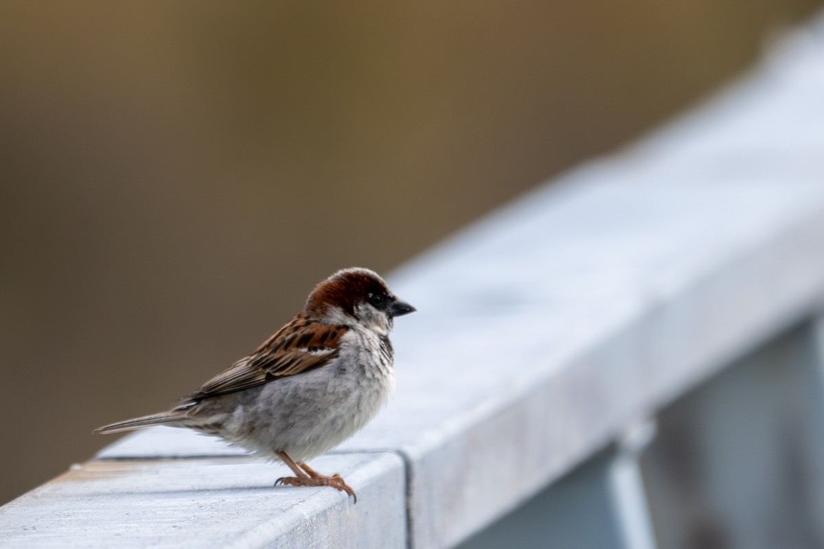 House Sparrow - ML628334189