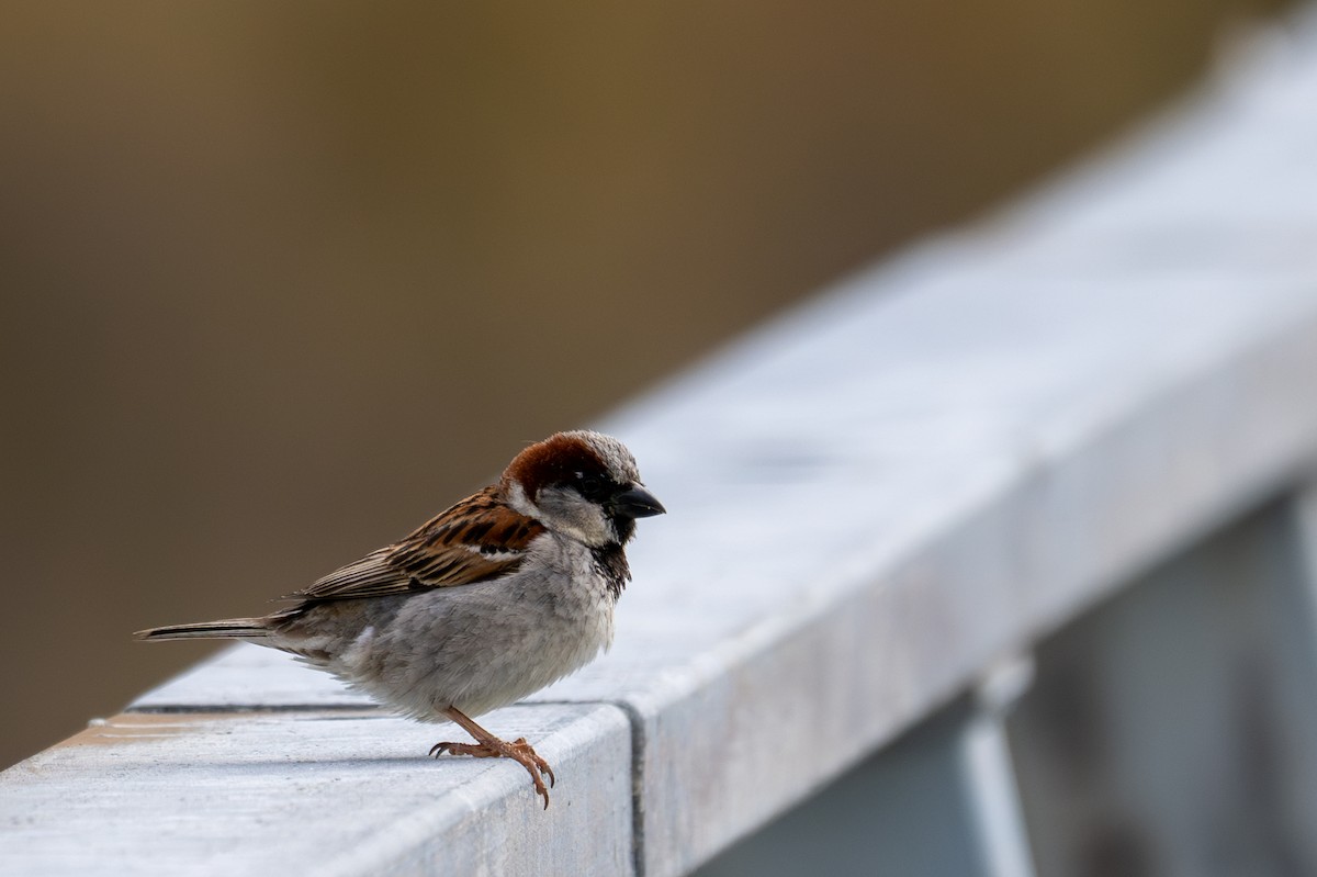 House Sparrow - ML628334190